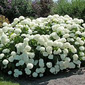  Гортензия (Hydrangea) древ. Аннабель d9 h15-25 