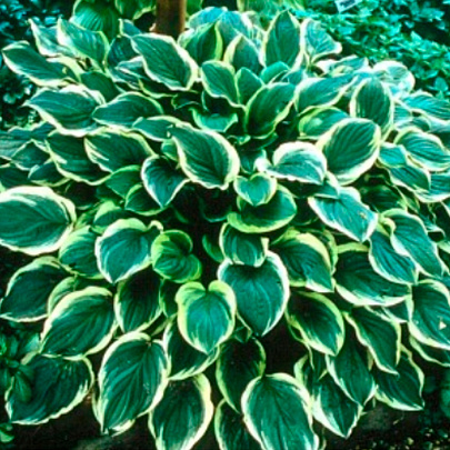  Хоста (Hosta) Соу Свит d12 