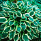  Хоста (Hosta) Соу Свит d12 