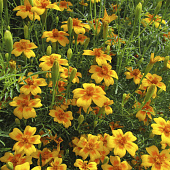 Бархатцы Золотой Самоцвет тонколистные СА Бархатцы Золотой Самоцвет тонколистные СА