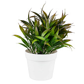 Искусственный цветок в кашпо h=22 см, арт. 19033-01651-3 Код 272135 Искусственный цветок в кашпо h=22 см, арт. 19033-01651-3 Код 272135