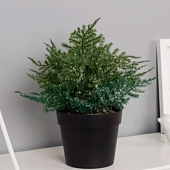 Искусственный цветок в горшке Нефролепсис галант, 20?10 см, зелёный Искусственный цветок в горшке Нефролепсис галант, 20?10 см, зелёный