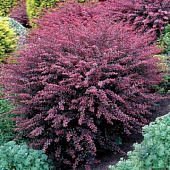 Барбарис (Berberis) тунб. Роуз Глоу d9 h25-35 Барбарис (Berberis) тунб. Роуз Глоу d9 h25-35