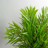  Искусственный цветок в горшке «Хамедорея экстра», 8?24 см, МИКС 