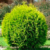 Туя (Thuja) западная Голден Глоб 1л h15-20 Туя (Thuja) западная Голден Глоб 1л h15-20