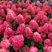 Гортензия (Hydrangea) метельчатая Бонфайер d12 h40-45 Гортензия (Hydrangea) метельчатая Бонфайер d12 h40-45
