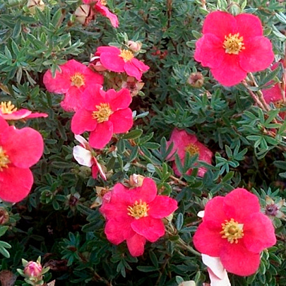  Лапчатка (Potentilla) кустарниковая Данни Бой d9 h30 