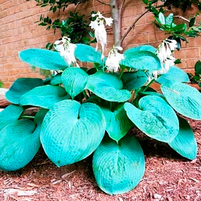  Хоста (Hosta) Биг Дэдди d12 