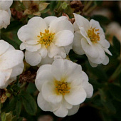 Лапчатка (Potentilla) кустарниковая Крем Брюле d9 h25 Лапчатка (Potentilla) кустарниковая Крем Брюле d9 h25