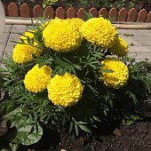 Бархатцы Тайшан Еллоу прямостоячие, ЗС Бархатцы Тайшан Еллоу прямостоячие, ЗС