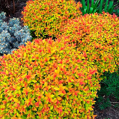  Спирея (Spiraea) японская Голдфлейм d9 h10 