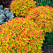  Спирея (Spiraea) японская Голдфлейм d9 h10 