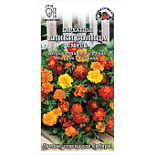 Бархатцы Блики солнца, ЗС Бархатцы Блики солнца, ЗС