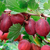  Крыжовник (Ribes) обыкновенный Хиннонмаки Ред d9 h20-30 