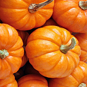 Тыква Пабло Тыква Пабло