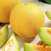 Дыня Дюна 6 шт Сады России Дыня Дюна 6 шт Сады России