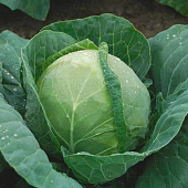 Капуста Морозко СА Капуста Морозко СА