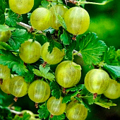 Крыжовник (Ribes) обыкновенный Хиннонмаки Грин d9 h20-30 Крыжовник (Ribes) обыкновенный Хиннонмаки Грин d9 h20-30