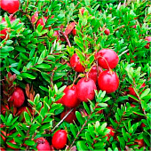  Клюква (Vaccinium) крупноплодная Стивенс d9 h75-85 