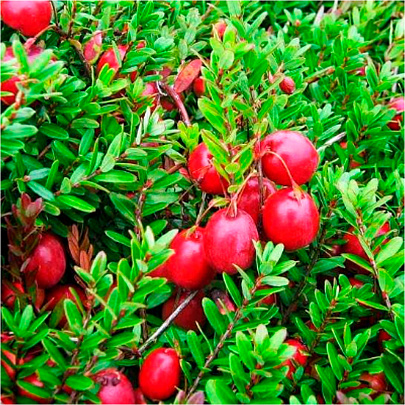  Клюква (Vaccinium) крупноплодная Стивенс d9 h75-85 