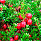  Клюква (Vaccinium) крупноплодная Стивенс d9 h75-85 