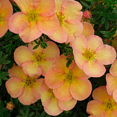 Лапчатка (Potentilla) кустарниковая Дейдаун d9 h30 Лапчатка (Potentilla) кустарниковая Дейдаун d9 h30