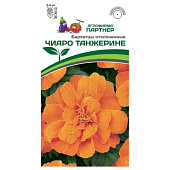 Бархатцы отклоненные Чиаро Танжерине Партнер