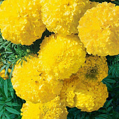 Бархатцы Сиерра Желтые СА Бархатцы Сиерра Желтые СА