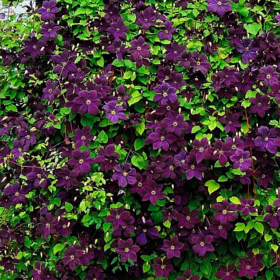  Клематис (Clematis) Романтика d9 h35 