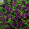  Клематис (Clematis) Романтика d9 h35 