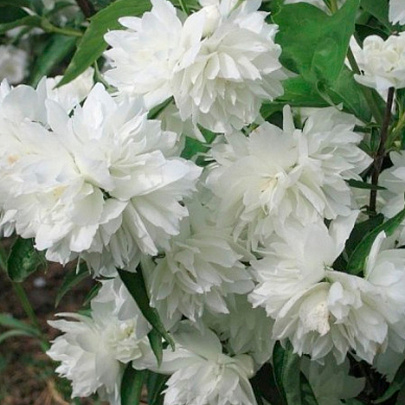  Чубушник (Philadelphus) Манто Д`Эрмин d9 