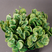  Искусственный цветок в горшке «Цветок монетчатый», 10?16 см, зелёный 