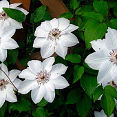  Клематис (Clematis) Мисс Бейтман d9 h35 