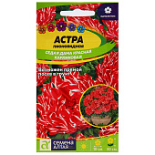 Астра Седая Дама Красная СА Астра Седая Дама Красная СА