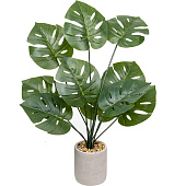 Монстера в керамическом горшке, Д120 Ш120 В700 Монстера в керамическом горшке, Д120 Ш120 В700