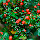  Кизильник (Cotoneaster) Даммера Миранда d9 h20 