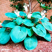 Хоста (Hosta) Биг Дэдди d12 Хоста (Hosta) Биг Дэдди d12
