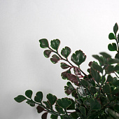  Искусственный цветок в горшке Скумпия экстра, 24х8,5 см, микс, 10463224 