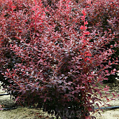  Барбарис (Berberis) отт. Аурикома d9 h20-25 