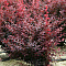  Барбарис (Berberis) отт. Аурикома d9 h20-25 