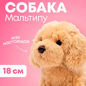Мягкая игрушка MAXITOYS, Собака Мальтипу, 18 см