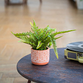 Искусственный цветок Папоротник, в керамическом горшке, 120х120х420 мм, Mia12 Искусственный цветок Папоротник, в керамическом горшке, 120х120х420 мм, Mia12