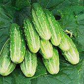 Огурец Касатик F1 12шт, СР Огурец Касатик F1 12шт, СР