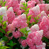 Гортензия (Hydrangea) метельчатая Ванилла Фрейз 3,6л h30-40 Гортензия (Hydrangea) метельчатая Ванилла Фрейз 3,6л h30-40