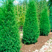  Можжевельник (Juniperus) обыкн. Суецика d9 h5-15 