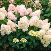 Гортензия (Hydrangea) метельчатая Мэджикал Свит Саммер d9 h15-25 Гортензия (Hydrangea) метельчатая Мэджикал Свит Саммер d9 h15-25