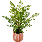 Папоротник курчавый в керамическом горшке, Д120 Ш120 В480 Папоротник курчавый в керамическом горшке, Д120 Ш120 В480