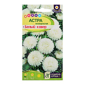 Астра Белый Ковер низкорослая СА Астра Белый Ковер низкорослая СА