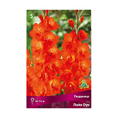 Гладиолус Лайв Оук 10-12/ Поиск 5шт Гладиолус Лайв Оук 10-12/ Поиск 5шт