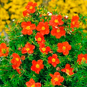  Лапчатка (Potentilla) кустарниковая Мэрион Ред Робин d9 h25 